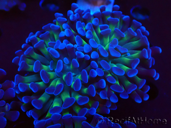 WYSIWYG Euphyllia paraancora (unter LED akklimatisierte Marikultur) 4D6