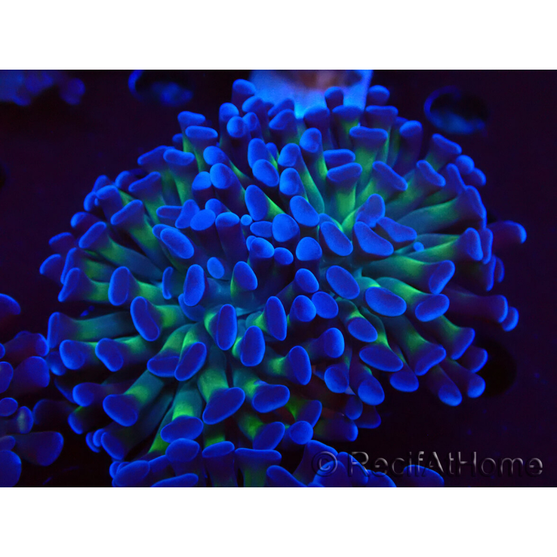WYSIWYG Euphyllia paraancora (unter LED akklimatisierte Marikultur) 4D6