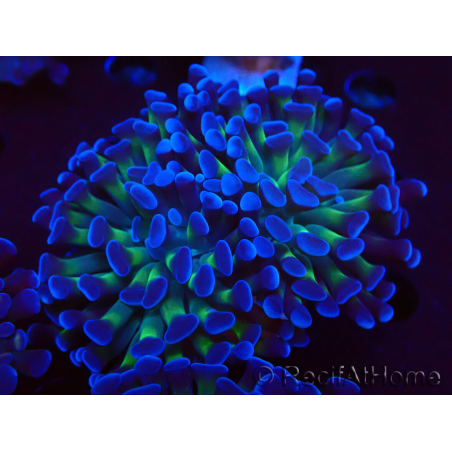 WYSIWYG Euphyllia paraancora (unter LED akklimatisierte Marikultur) 4D6