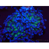 WYSIWYG Euphyllia paraancora (Mariculture acclimaté sous LED) 4D6