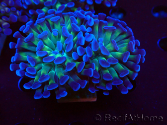WYSIWYG Euphyllia paraancora (Mariculture acclimaté sous LED) 4D5