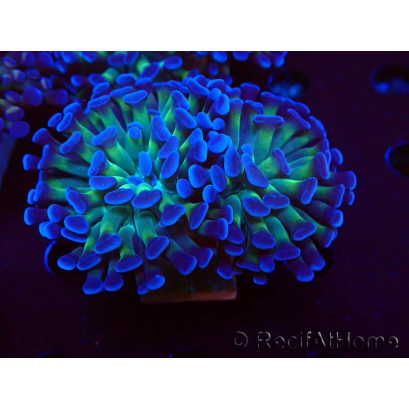 WYSIWYG Euphyllia paraancora (Maricultura aclimatada bajo LED) 4D5