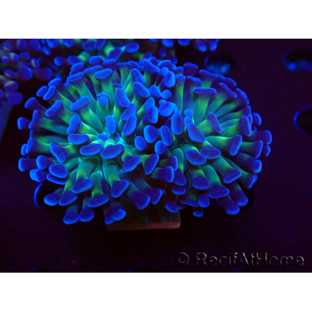 WYSIWYG Euphyllia paraancora (Maricultura aclimatada bajo LED) 4D5