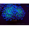 WYSIWYG Euphyllia paraancora (Mariculture acclimaté sous LED) 4D7