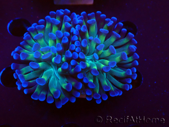 WYSIWYG Euphyllia paraancora (Mariculture acclimated under LED) 4D6