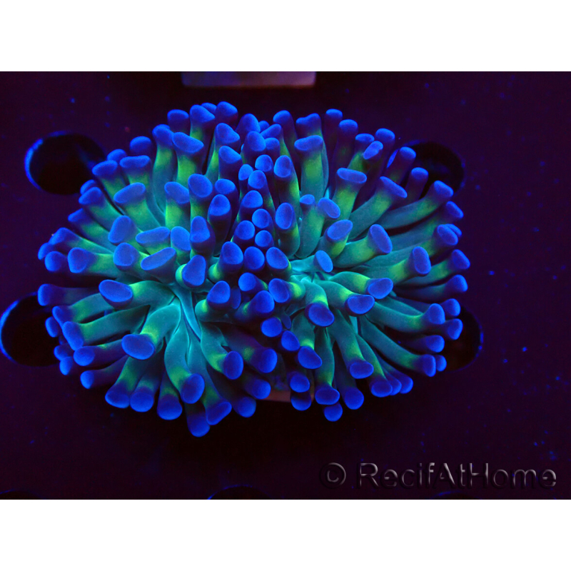 WYSIWYG Euphyllia paraancora (Mariculture acclimaté sous LED) 4D6