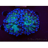 WYSIWYG Euphyllia paraancora (Mariculture acclimated under LED) 4D6