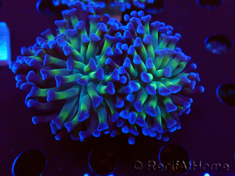 WYSIWYG Euphyllia paraancora (Maricultura aclimatada bajo LED) 4D5