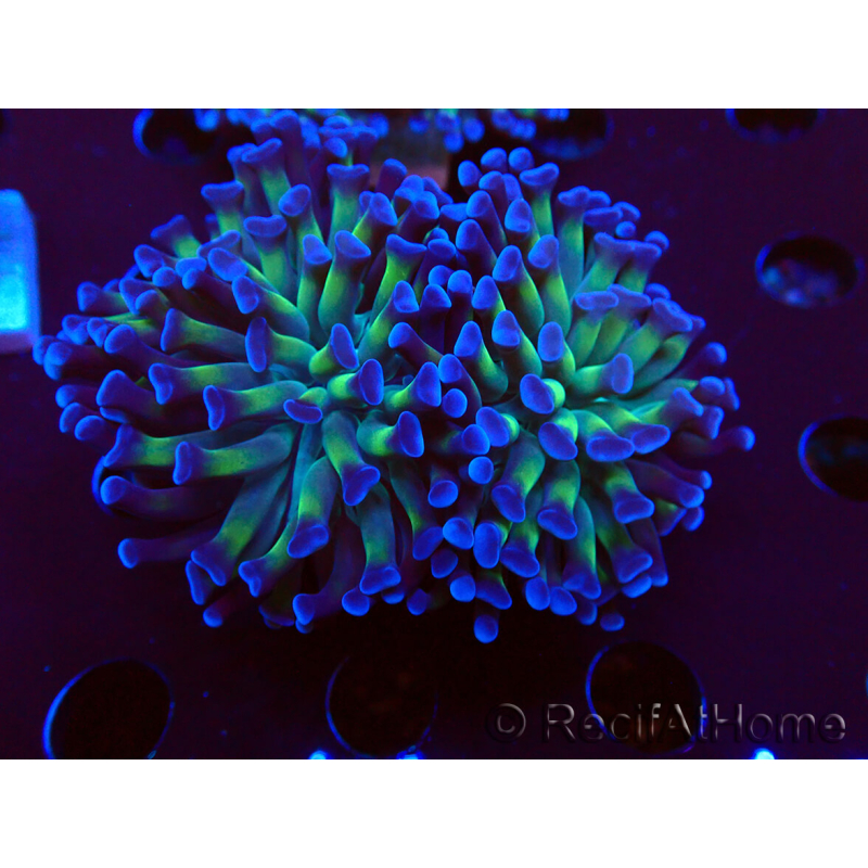 WYSIWYG Euphyllia paraancora (Mariculture acclimaté sous LED) 4D9