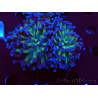 WYSIWYG Euphyllia paraancora (Maricultura aclimatada bajo LED) 4D5