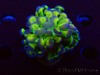 WYSIWYG Euphyllia paraancora (Mariculture acclimaté sous LED) 4D10