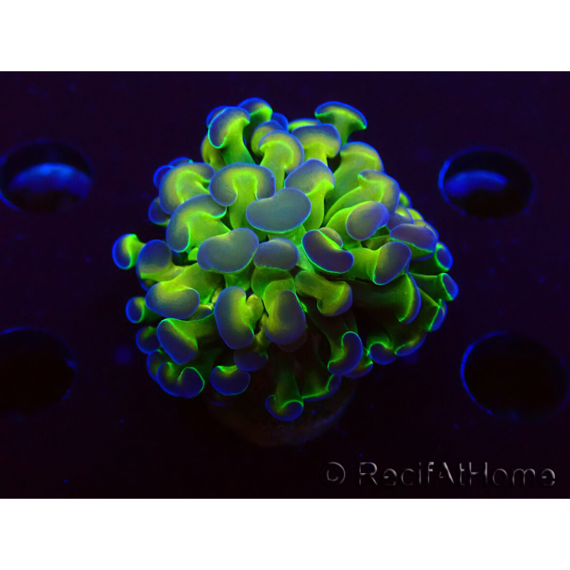 WYSIWYG Euphyllia paraancora (Mariculture acclimaté sous LED) 4D10