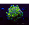 WYSIWYG Euphyllia paraancora (Mariculture acclimaté sous LED) 4D10