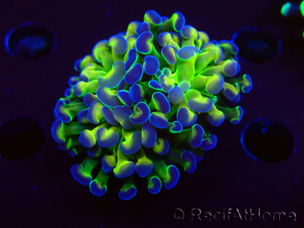 WYSIWYG Euphyllia paraancora (Mariculture acclimaté sous LED) 4E1