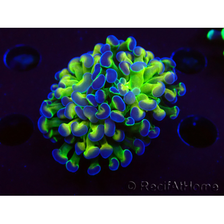 WYSIWYG Euphyllia paraancora (Mariculture acclimaté sous LED) 4E1