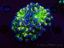 WYSIWYG Euphyllia paraancora (Mariculture acclimaté sous LED) 4E1