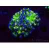 WYSIWYG Euphyllia paraancora (Mariculture acclimaté sous LED) 4E1