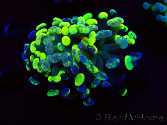 WYSIWYG Euphyllia paraancora (Maricultura aclimatada bajo LED) 4E3