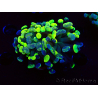 WYSIWYG Euphyllia paraancora (Mariculture acclimated under LED) 4E3