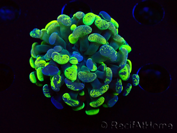 WYSIWYG Euphyllia paraancora (Mariculture acclimaté sous LED) 4E6