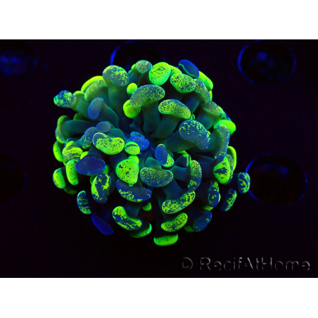 WYSIWYG Euphyllia paraancora (Maricultura aclimatada bajo LED) 4E6