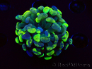 WYSIWYG Euphyllia paraancora (Acclimatato da maricoltura sotto LED) 4E6