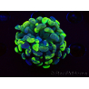 WYSIWYG Euphyllia paraancora (Acclimatato da maricoltura sotto LED) 4E6