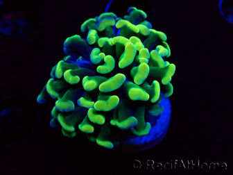 WYSIWYG Euphyllia paraancora (Acclimatato da maricoltura sotto LED) 4E6