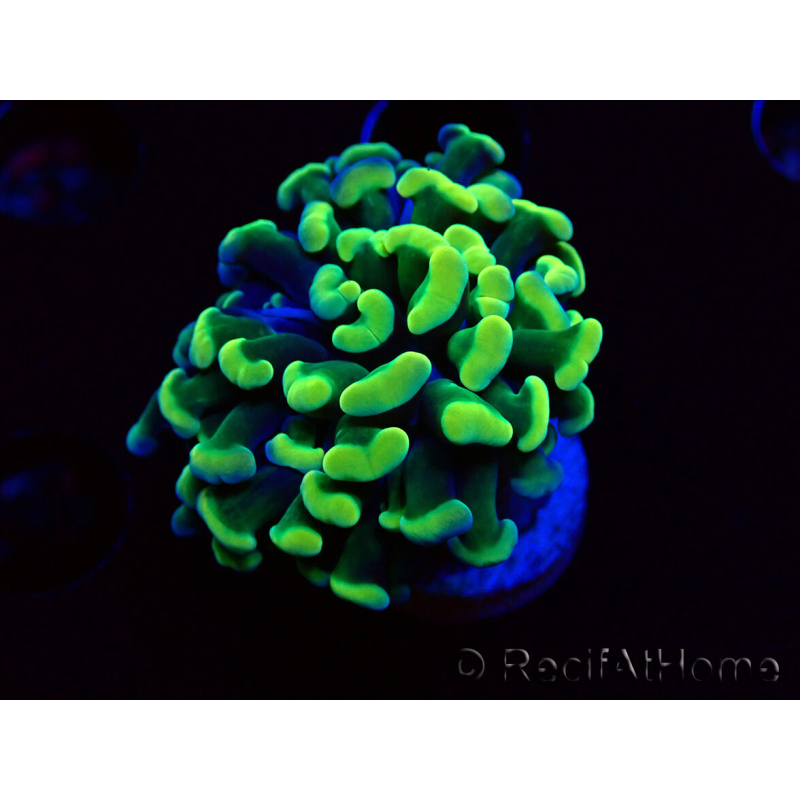 WYSIWYG Euphyllia paraancora (Mariculture acclimated under LED) 4E6