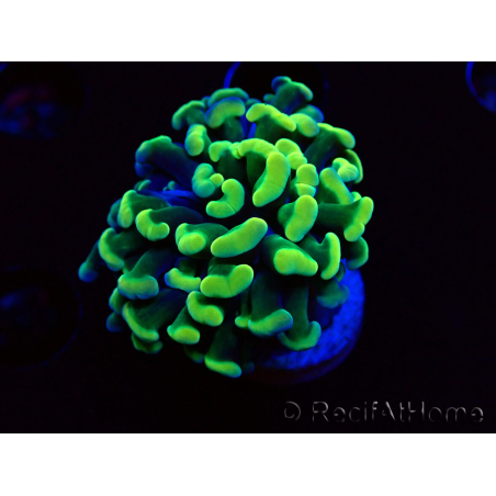 WYSIWYG Euphyllia paraancora (Marikultur unter LED akklimatisiert) 4E6