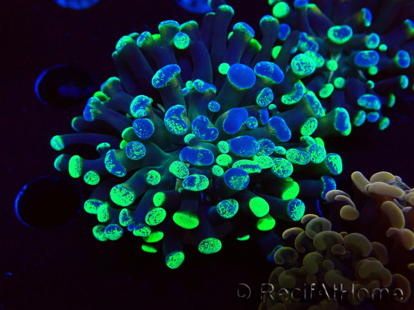 WYSIWYG Euphyllia paraancora (Maricultura acclimatata sotto LED) 4E5