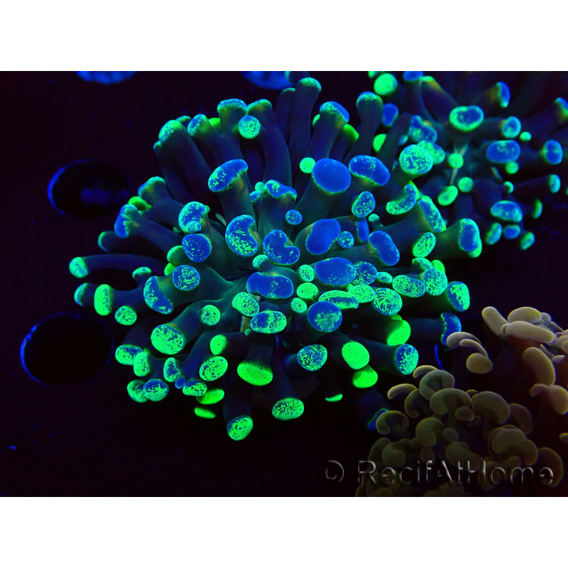 WYSIWYG Euphyllia paraancora (Maricultura acclimatata sotto LED) 4E5