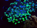 WYSIWYG Euphyllia paraancora (Mariculture acclimated under LED) 4E5