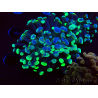 WYSIWYG Euphyllia paraancora (Mariculture acclimated under LED) 4E5