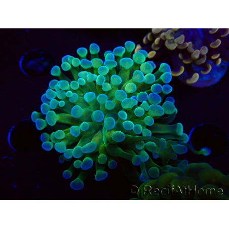 WYSIWYG Euphyllia paraancora (Maricultura aclimatada bajo LED) 4E6