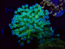 WYSIWYG Euphyllia paraancora (Maricultura aclimatada bajo LED) 4E6