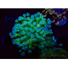WYSIWYG Euphyllia paraancora (Maricultura aclimatada bajo LED) 4E6