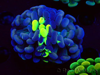 WYSIWYG Euphyllia paraancora (Marikultur, akklimatisiert unter LED) 4F1