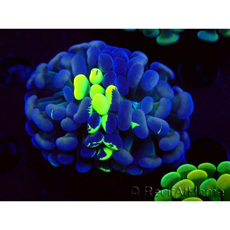 WYSIWYG Euphyllia paraancora (Mariculture acclimaté sous LED) 4F1