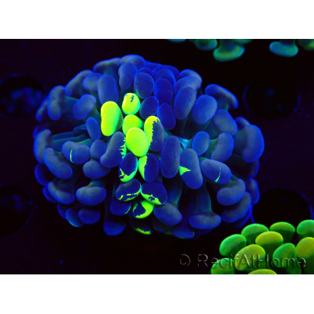 WYSIWYG Euphyllia paraancora (Mariculture acclimaté sous LED) 4F1