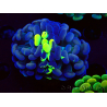 WYSIWYG Euphyllia paraancora (Maricultured acclimated under LED) 4F1