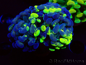 WYSIWYG Euphyllia paraancora (Mariculture acclimaté sous LED) 4F2
