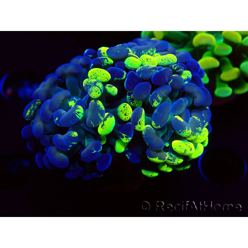WYSIWYG Euphyllia paraancora (Mariculture acclimaté sous LED) 4F2