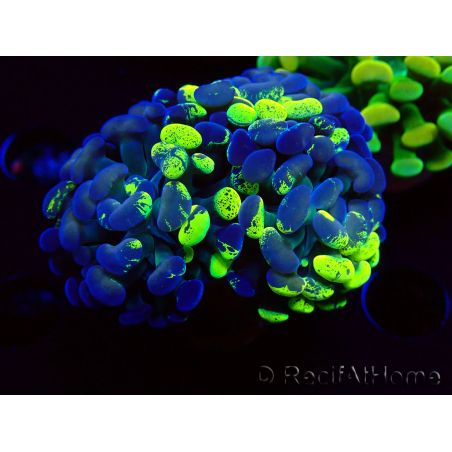 WYSIWYG Euphyllia paraancora (Maricoltura acclimatata sotto LED) 4F2