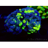 WYSIWYG Euphyllia paraancora (Mariculture acclimaté sous LED) 4F2