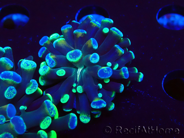 WYSIWYG Euphyllia paraancora (Mariculture acclimaté sous LED) 4F6