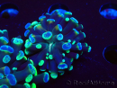 WYSIWYG Euphyllia paraancora (Maricoltura acclimatata sotto LED) 4F6