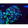 WYSIWYG Euphyllia paraancora (Maricoltura acclimatata sotto LED) 4F6