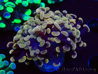 WYSIWYG Euphyllia paraancora (Maricultura aclimatada bajo LED) 4F6