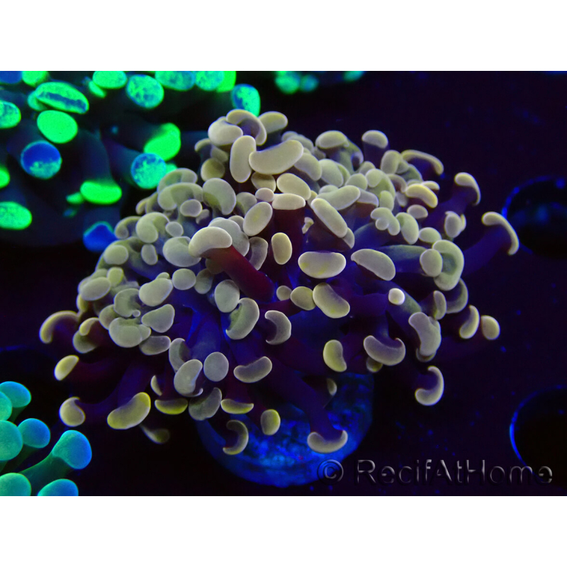 WYSIWYG Euphyllia paraancora (Mariculture acclimaté sous LED) 4F6